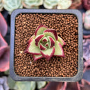 Echeveria Agavoides 'Ebony' Seedling 1" Succulent Plant