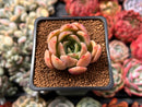 Echeveria 'Green Puff' 2" New Hybrid Succulent Plant