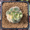 Echeveria 'Nicksana' Variegated 2" Succulent Plant