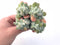 Echeveria Pulvinata Frosty Crested 4” Rare Succulent Plant