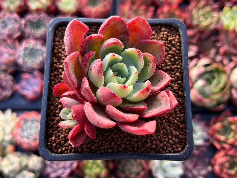princess succulent Echeveria 'Princess Frill' 2" Succulent Plant – True Succulents Plant Co