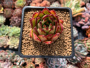 Echeveria Agavoides 'Lipstick' 2" Succulent Plant