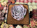 Echeveria 'Pinky' 2" Succulent Plant