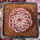 Echeveria 'Minima' 1" Succulent Plant