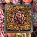 Echeveria 'Longissima' 1" Small Succulent Plant