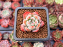 Echeveria 'Starmark' 1" Succulent Plant