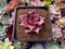 Echeveria Agavoides 'Red Ebony' 1" Succulent Plant