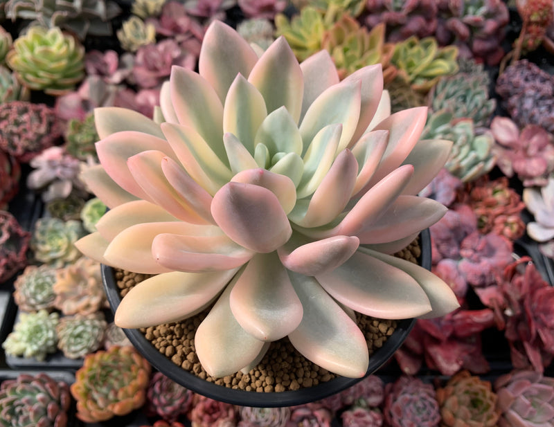 extremely rare succulents Graptoveria 'Opalina' Variegated 7" Extremely Large Rare Succulent Pla – True Succulents Plant Co