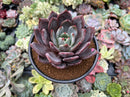 Echeveria 'Purple Champaign' 4" Succulent Plant