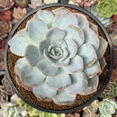 Echeveria 'Dealis' 3"-4" Powdery Succulent Plant