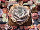 Echeveria 'Lilacina' Mutated 2" Succulent Plant