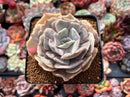 Echeveria 'Lilacina' Mutated 2" Succulent Plant