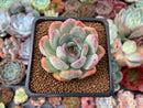 Echeveria 'Starmark' 2" Succulent Plant