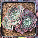 Echeveria 'Charles Rose' 2" Cluster Succulent Plant