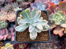 Echeveria 'Berkley Light' Variegated 2” Succulent Plant