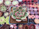 Echeveria 'White Champaign' 2" Succulent Plant