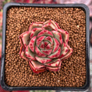 Echeveria 'Cello' 1" Succulent Plant