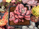 Echeveria 'Polari' 2" Cluster Succulent Plant