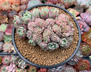 Echeveria 'Bradburiana' Crested 4"-5" Succulent Plant