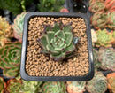 Echeveria Agavoides 'Sarabony' 1" Succulent Plant