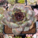 Echeveria 'Black Coco' 3"-4" New Hybrid Succulent Plant
