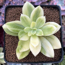 Echeveria 'Golden Glow' Variegated 2" Succulent Plant