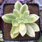 Echeveria 'Golden Glow' Variegated 2" Succulent Plant