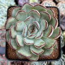 Echeveria 'Mexican Pulidonis' 4" Succulent Plant