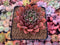 Echeveria Agavoides 'Sarabony' 3"-4" Super Clone Succulent Plant