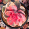Echeveria 'Rainbow' Variegated 3"-4" Succulent Plant