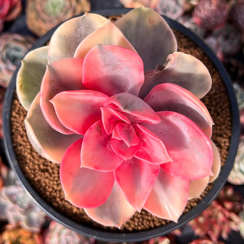 Echeveria 'Rainbow' Variegated 3