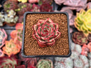 Echeveria 'Cello' 1" Succulent Plant