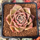 Echeveria 'Russet Plum' 1" (First Generation Seed Grown) Succulent Plant