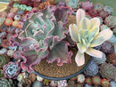 Echeveria 'Japan Moon River' Variegated 8" large Cluster Succulent Plant