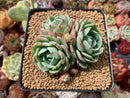 Echeveria 'Lemon Star' 3"-4" Succulent Plant