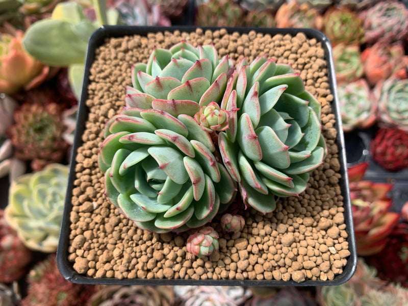 star succulent plant Echeveria 'Lemon Star' 3