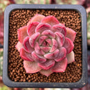 Echeveria 'Elin' New Hybrid 1" Succulent Plant