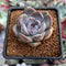 Echeveria 'Purple Stone' 1"-2" Succulent Plant