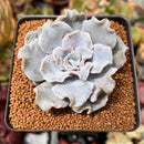 Echeveria 'Crispate Beauty' 2"-3" Powdery Succulent Plant