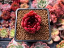 Echeveria Agavoides sp. 1" Succulent Plant