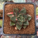 Echeveria 'Monocerotis' Variegated 2" Succulent Plant