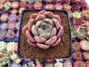 Echeveria 'Sharman' 2"-3" Succulent Plant