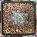 Sedeveria 'Blue Elf' Variegated 1" Succulent Plant