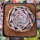 Echeveria 'Pollux' 3" Succulent Plant