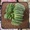 Haworthia Truncata 3" Cluster Succulent Plant