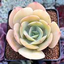 Echeveria 'Drawing' 2"-3" Succulent Plant