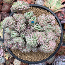 Echeveria 'Bradburiana' Crested 4"-5" Succulent Plant