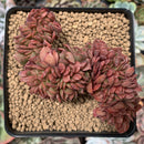 Echeveria Agavoides 'Red Crows' Crested 3" Succulent Plant
