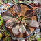 Echeveria 'Primadonna' Variegated 8" Succulent Plant