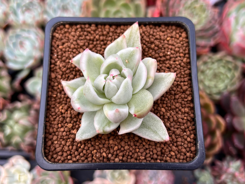 succulent stl Echeveria Agavoides 'Saint Louis' Variegated 1" Succulent Plant – True Succulents Plant Co